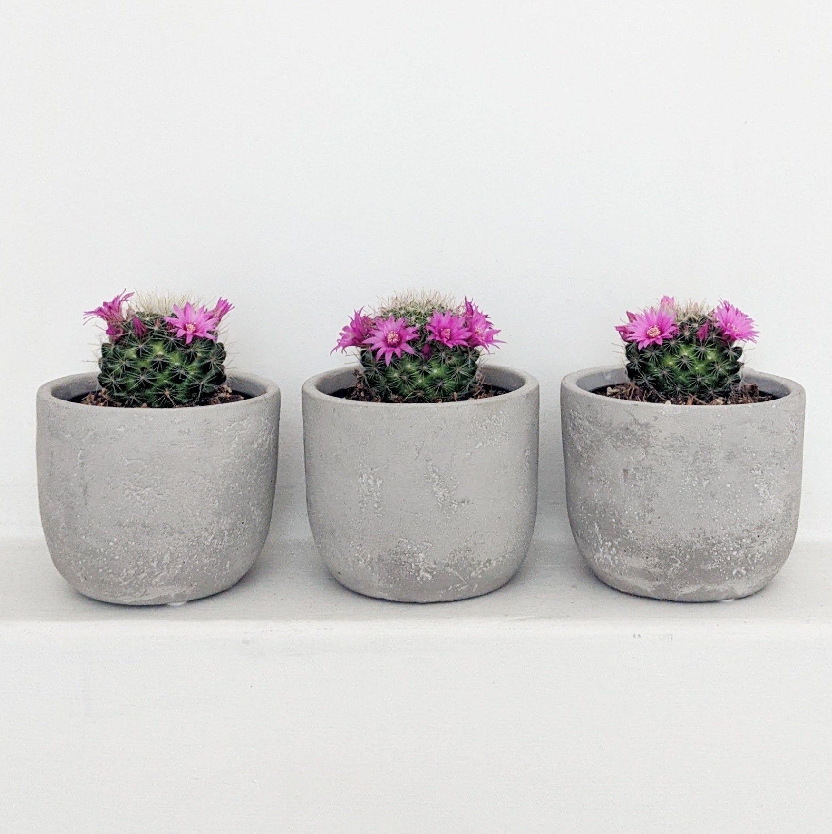 Mammillaria sp. (Cactus) - 9.5cm